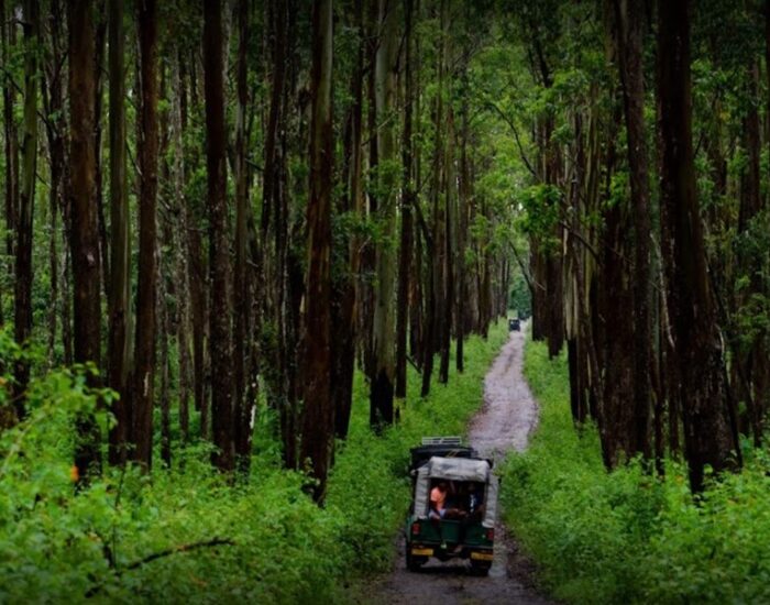 Muthanga Wildlife Safari 2 Wayanad