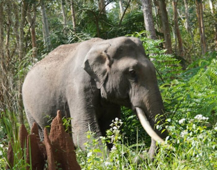 Muthanga Wildlife Safari 6 Wayanad