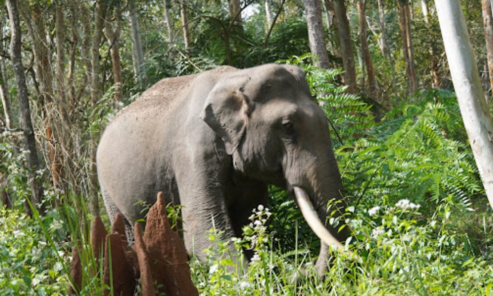 Muthanga Wildlife Sanctuary Wayanad