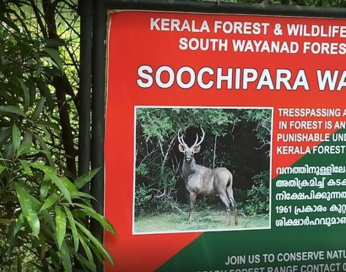 Soochipara Waterfalls 4 Wayanad